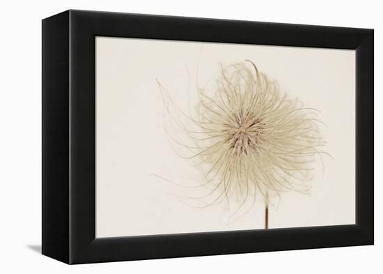 Dried Flowers-Torsten Richter-Framed Premier Image Canvas