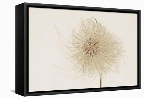 Dried Flowers-Torsten Richter-Framed Premier Image Canvas