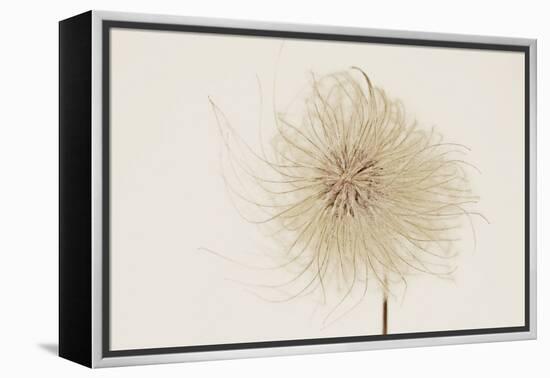 Dried Flowers-Torsten Richter-Framed Premier Image Canvas