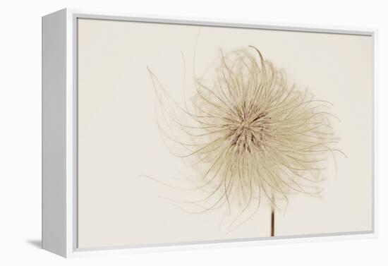 Dried Flowers-Torsten Richter-Framed Premier Image Canvas