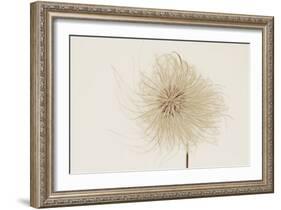 Dried Flowers-Torsten Richter-Framed Photographic Print