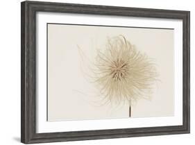 Dried Flowers-Torsten Richter-Framed Photographic Print