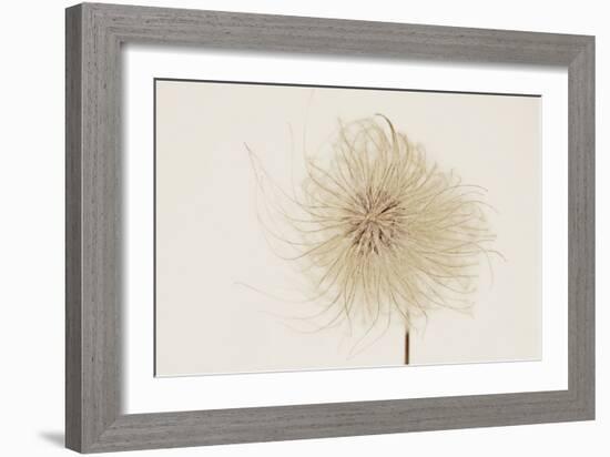 Dried Flowers-Torsten Richter-Framed Photographic Print