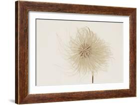Dried Flowers-Torsten Richter-Framed Photographic Print