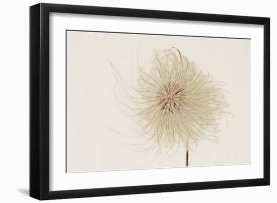 Dried Flowers-Torsten Richter-Framed Photographic Print