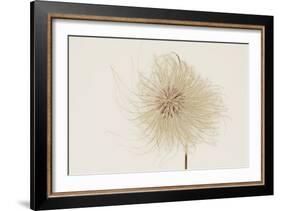 Dried Flowers-Torsten Richter-Framed Photographic Print