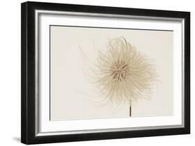 Dried Flowers-Torsten Richter-Framed Photographic Print