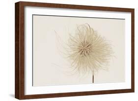 Dried Flowers-Torsten Richter-Framed Photographic Print