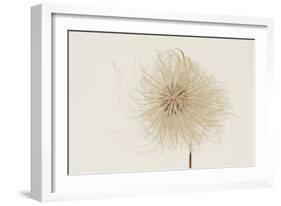 Dried Flowers-Torsten Richter-Framed Photographic Print