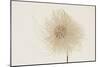 Dried Flowers-Torsten Richter-Mounted Photographic Print