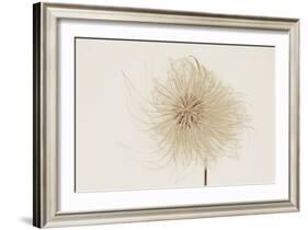 Dried Flowers-Torsten Richter-Framed Photographic Print