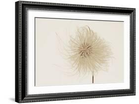 Dried Flowers-Torsten Richter-Framed Photographic Print