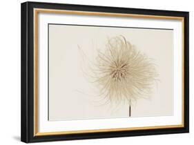 Dried Flowers-Torsten Richter-Framed Photographic Print