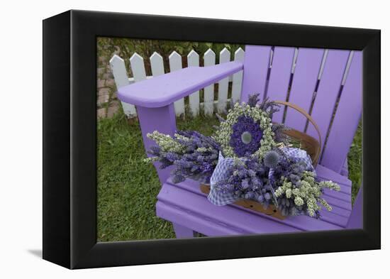 Dried Lavender on Purple Chair at Lavender Festival, Sequim, Washington, USA-Merrill Images-Framed Premier Image Canvas