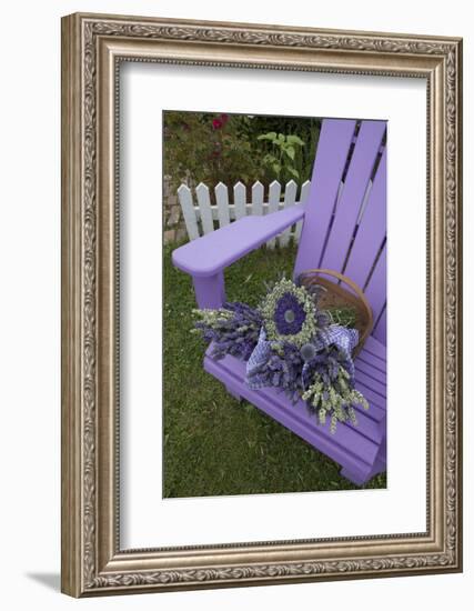 Dried Lavender on Purple Chair at Lavender Festival, Sequim, Washington, USA-Merrill Images-Framed Photographic Print