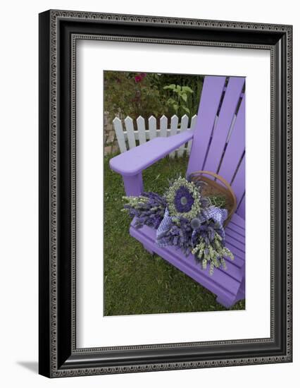 Dried Lavender on Purple Chair at Lavender Festival, Sequim, Washington, USA-Merrill Images-Framed Photographic Print