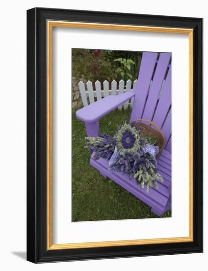 Dried Lavender on Purple Chair at Lavender Festival, Sequim, Washington, USA-Merrill Images-Framed Photographic Print