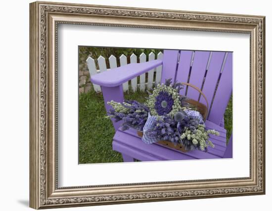 Dried Lavender on Purple Chair at Lavender Festival, Sequim, Washington, USA-Merrill Images-Framed Photographic Print