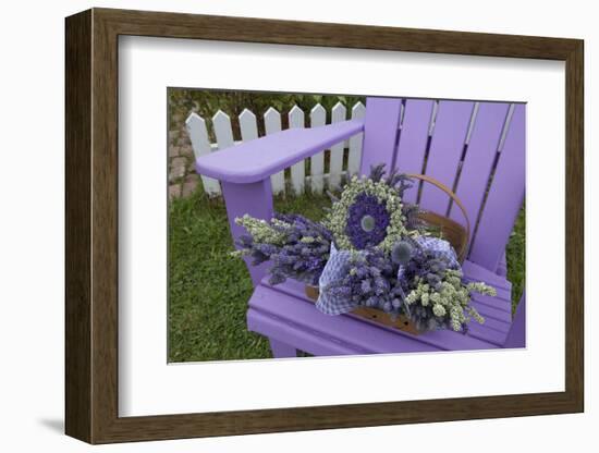 Dried Lavender on Purple Chair at Lavender Festival, Sequim, Washington, USA-Merrill Images-Framed Photographic Print