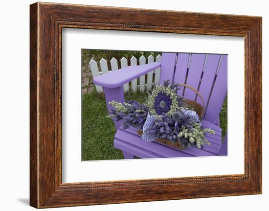 Dried Lavender on Purple Chair at Lavender Festival, Sequim, Washington, USA-Merrill Images-Framed Photographic Print