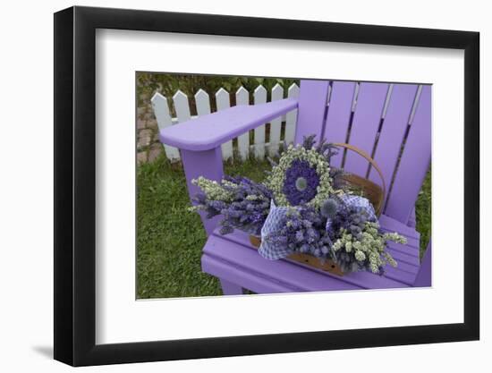 Dried Lavender on Purple Chair at Lavender Festival, Sequim, Washington, USA-Merrill Images-Framed Photographic Print