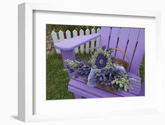 Dried Lavender on Purple Chair at Lavender Festival, Sequim, Washington, USA-Merrill Images-Framed Photographic Print