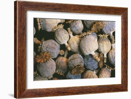 Dried Opium Poppies-Alan Sirulnikoff-Framed Photographic Print