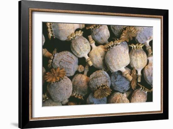 Dried Opium Poppies-Alan Sirulnikoff-Framed Photographic Print