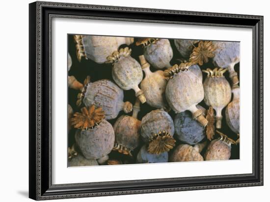 Dried Opium Poppies-Alan Sirulnikoff-Framed Photographic Print