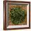 Dried Parsley-Steve Gadomski-Framed Photographic Print