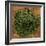 Dried Parsley-Steve Gadomski-Framed Photographic Print