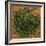 Dried Parsley-Steve Gadomski-Framed Photographic Print