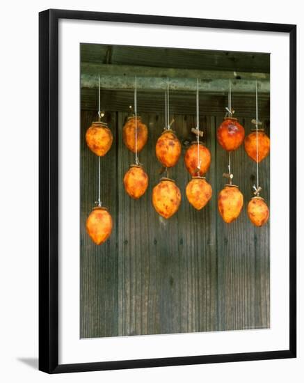 Dried Persimons, Shizuoka, Japan-Rob Tilley-Framed Photographic Print