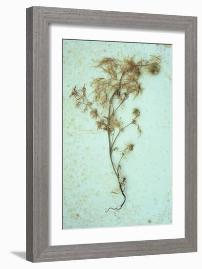 Dried Plant-Den Reader-Framed Photographic Print