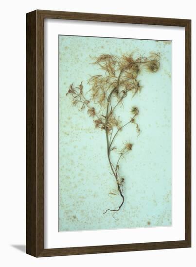 Dried Plant-Den Reader-Framed Photographic Print