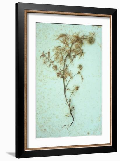 Dried Plant-Den Reader-Framed Photographic Print