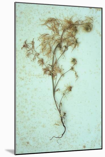 Dried Plant-Den Reader-Mounted Photographic Print