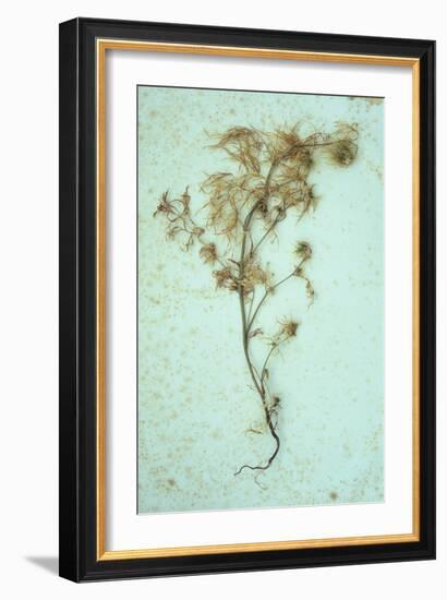 Dried Plant-Den Reader-Framed Photographic Print