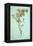 Dried Plant-Den Reader-Framed Premier Image Canvas