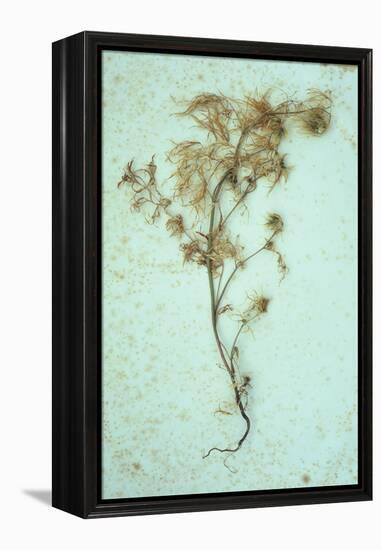 Dried Plant-Den Reader-Framed Premier Image Canvas