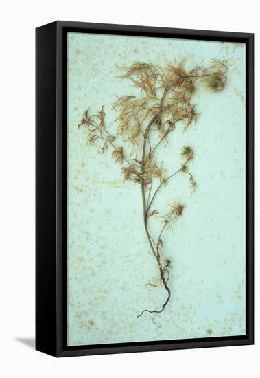 Dried Plant-Den Reader-Framed Premier Image Canvas