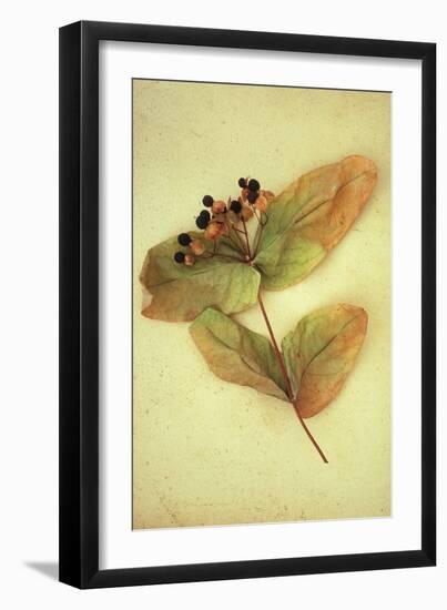 Dried Plant-Den Reader-Framed Photographic Print