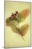 Dried Plant-Den Reader-Mounted Photographic Print