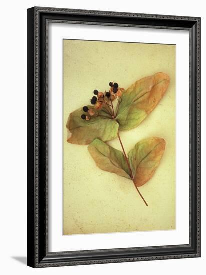 Dried Plant-Den Reader-Framed Photographic Print