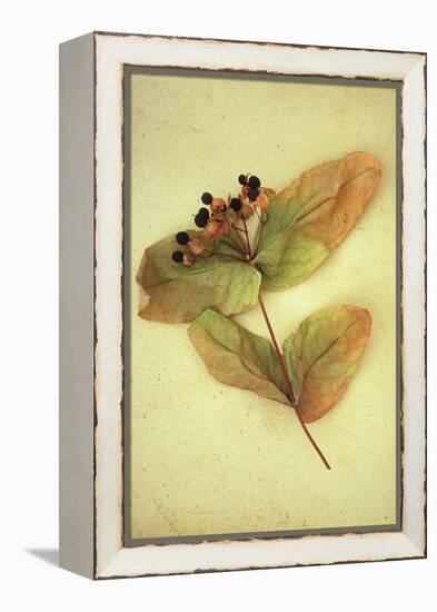 Dried Plant-Den Reader-Framed Premier Image Canvas