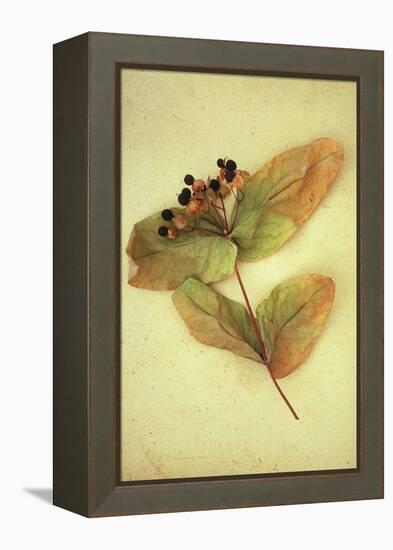 Dried Plant-Den Reader-Framed Premier Image Canvas