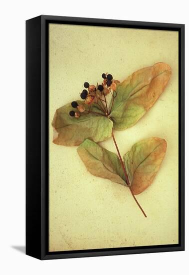 Dried Plant-Den Reader-Framed Premier Image Canvas