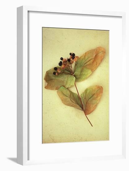 Dried Plant-Den Reader-Framed Premium Photographic Print