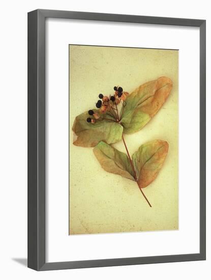 Dried Plant-Den Reader-Framed Premium Photographic Print