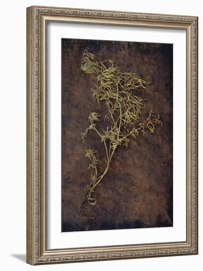 Dried Plant-Den Reader-Framed Photographic Print